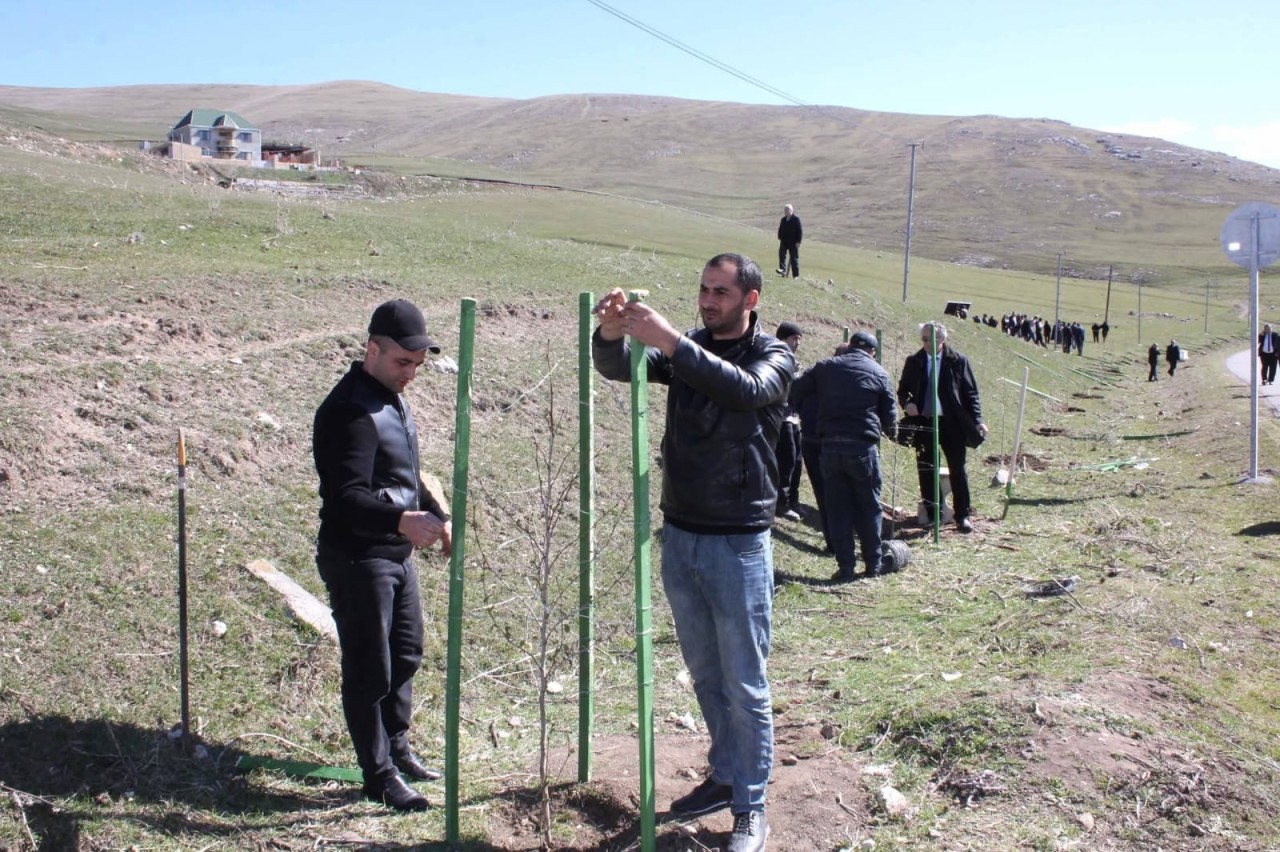 Daşkəsəndə ağacəkmə aksiyası keçirildi - FOTOLAR